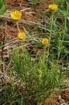 Berkheya zeyheri