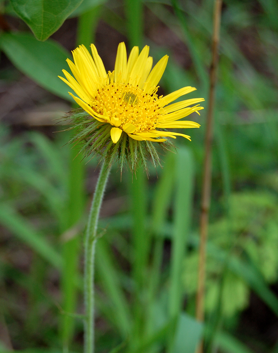 Berkheya zeyheri