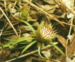 Dicoma anomala