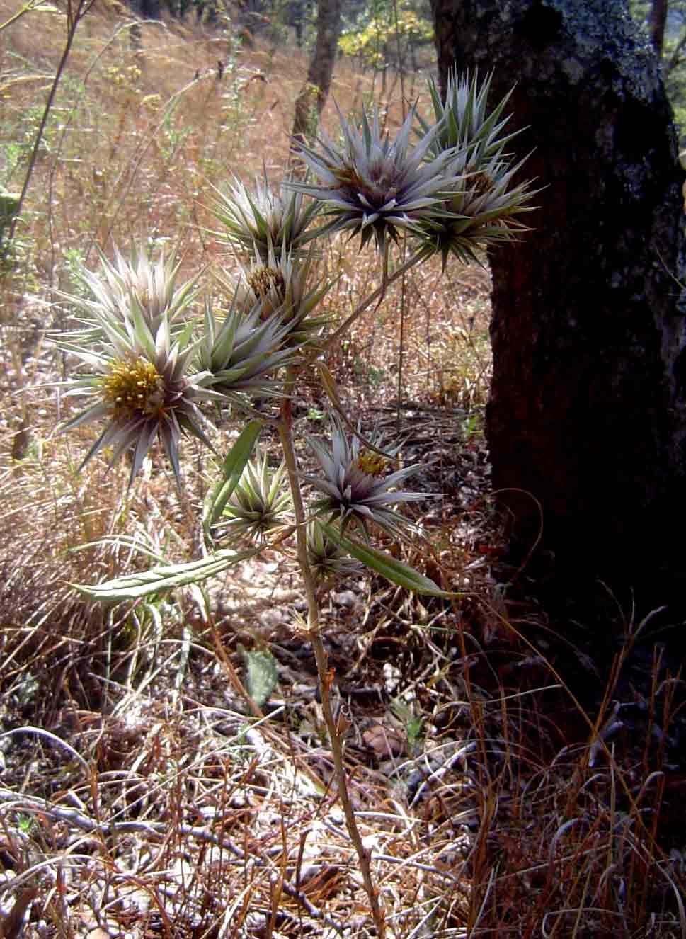 Macledium kirkii subsp. kirkii