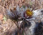 Macledium kirkii subsp. kirkii