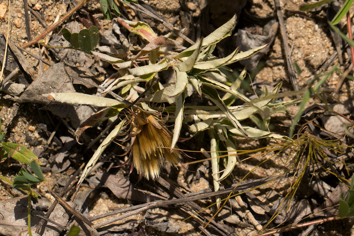 Dicoma macrocephala