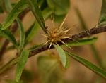 Dicoma tomentosa