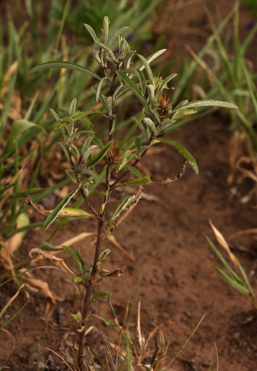 Dicoma tomentosa