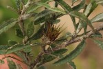 Dicoma tomentosa