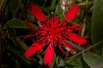 Erythrocephalum longifolium