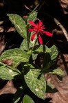Erythrocephalum longifolium