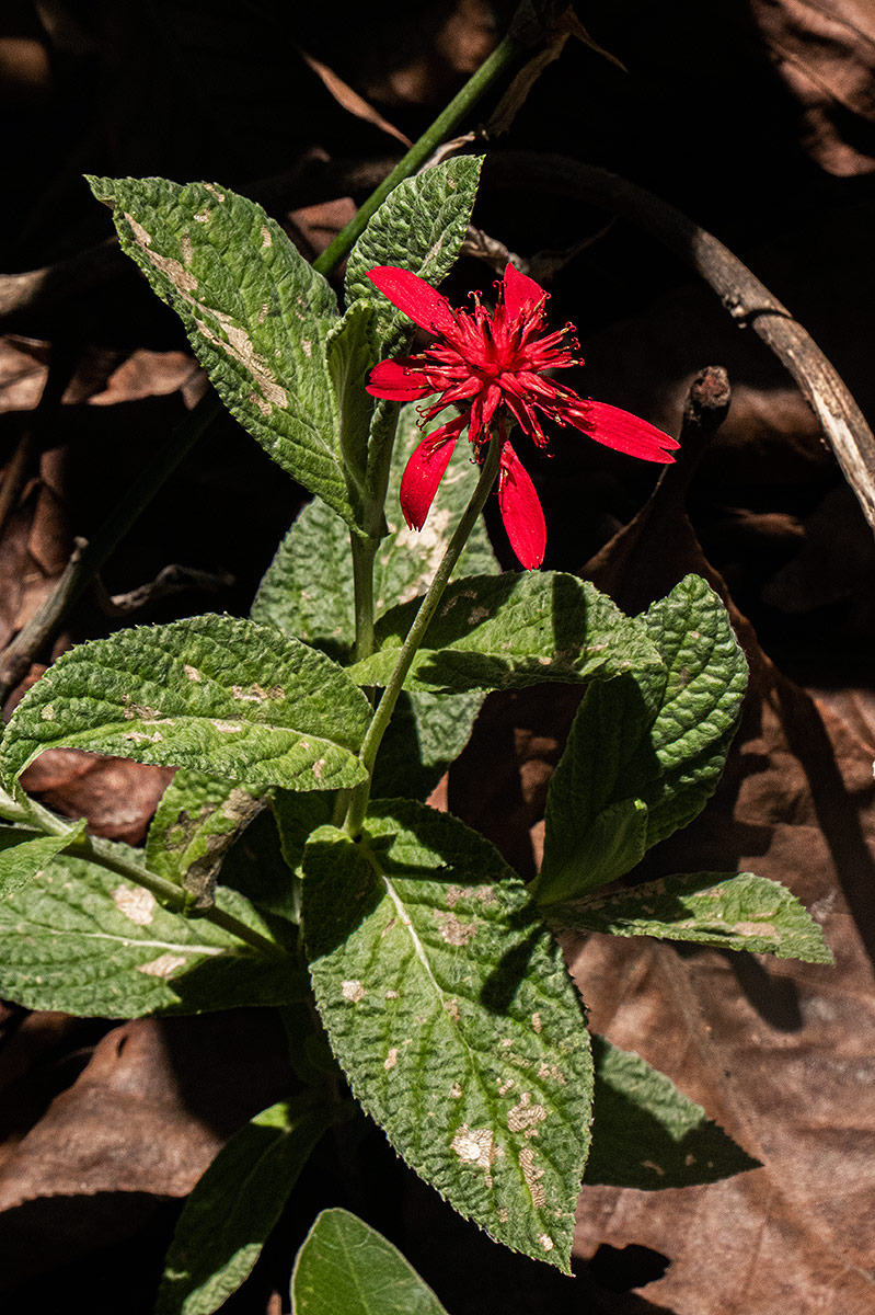 Erythrocephalum longifolium