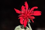 Erythrocephalum longifolium