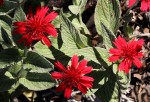 Erythrocephalum longifolium