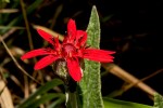 Erythrocephalum longifolium