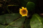 Gerbera ambigua