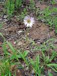 Gerbera viridifolia subsp. viridifolia