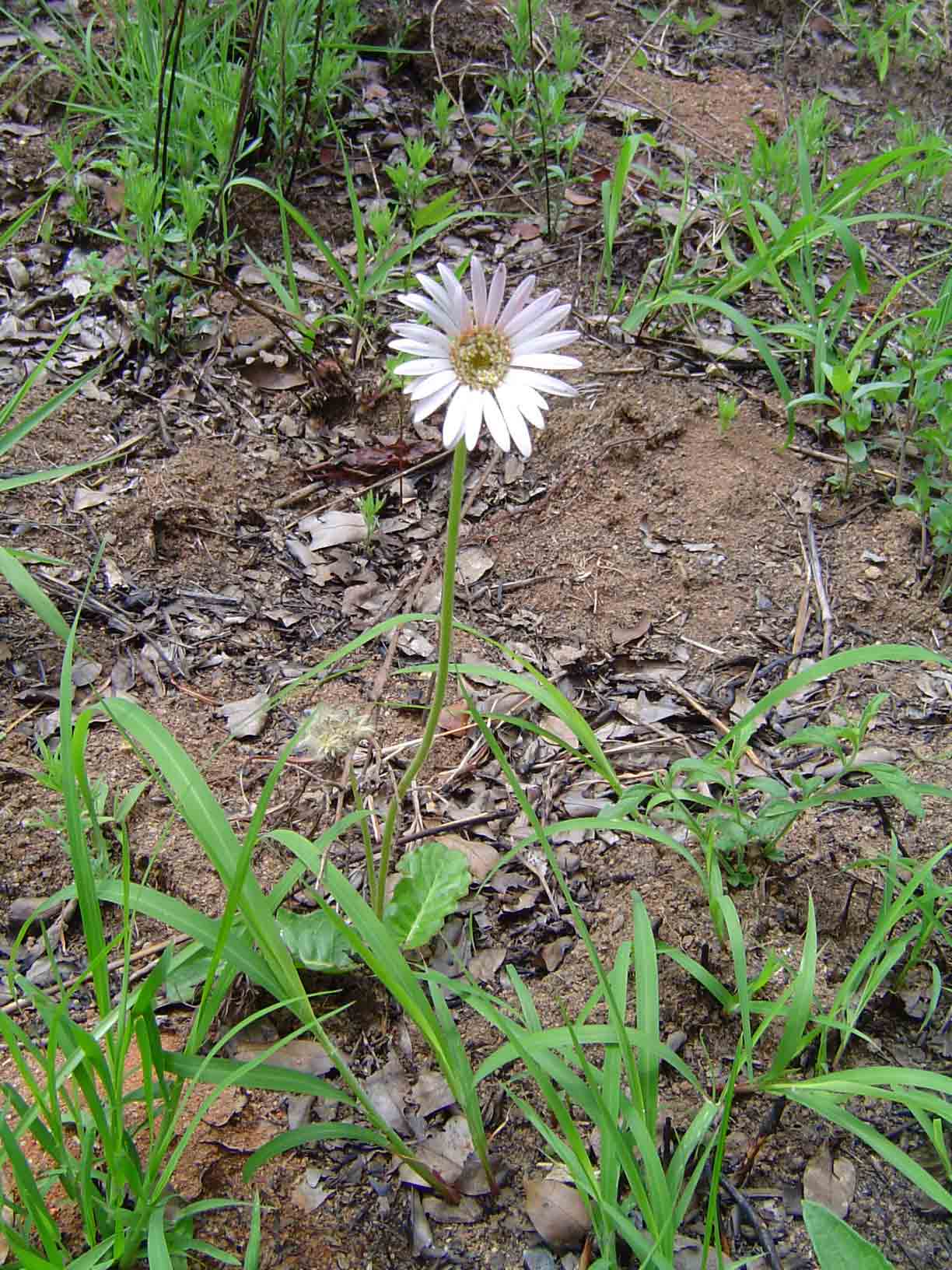 Gerbera viridifolia subsp. viridifolia