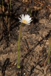 Gerbera viridifolia subsp. viridifolia