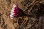 Gerbera viridifolia subsp. viridifolia