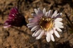 Gerbera viridifolia subsp. viridifolia