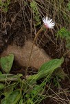 Gerbera viridifolia subsp. viridifolia