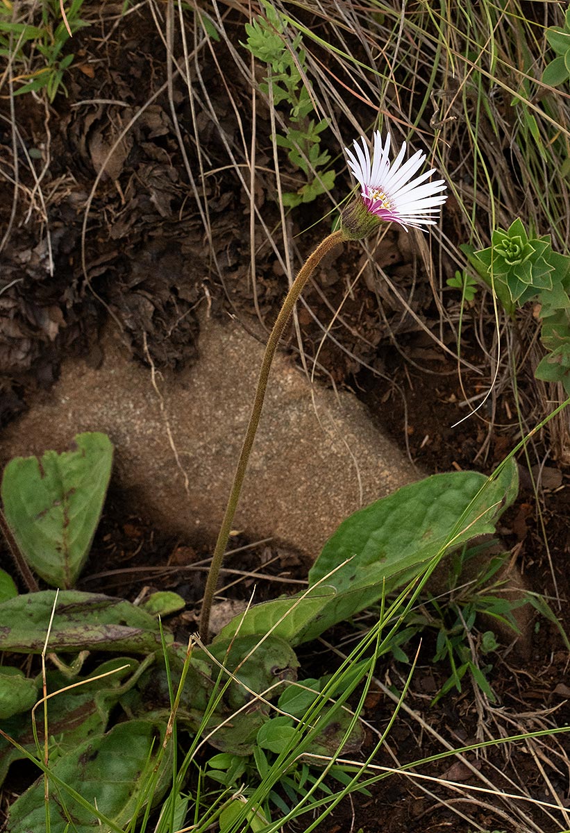 Gerbera viridifolia subsp. viridifolia