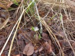 Gerbera viridifolia subsp. viridifolia