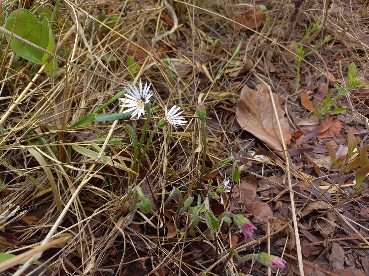 Gerbera viridifolia subsp. viridifolia