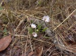 Gerbera viridifolia subsp. viridifolia