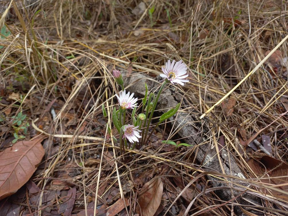 Gerbera viridifolia subsp. viridifolia