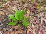 Gerbera viridifolia subsp. viridifolia