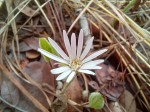 Gerbera viridifolia subsp. viridifolia