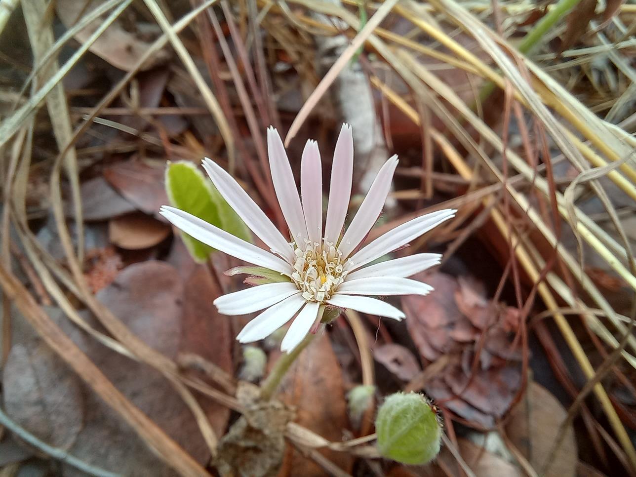 Gerbera viridifolia subsp. viridifolia