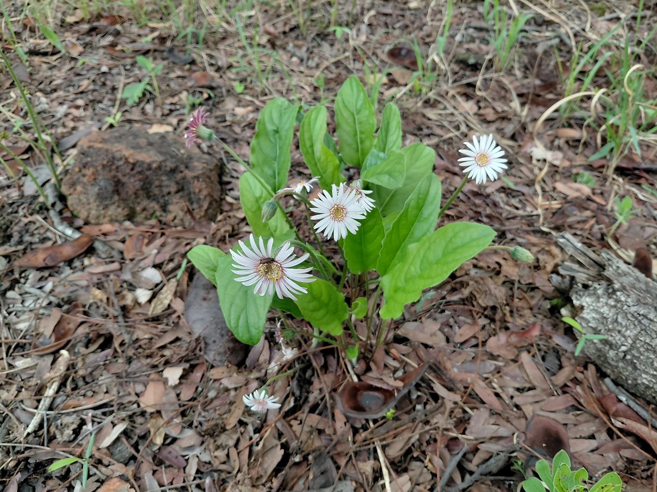 Gerbera viridifolia subsp. viridifolia Gerbera viridifolia subsp. viridifolia