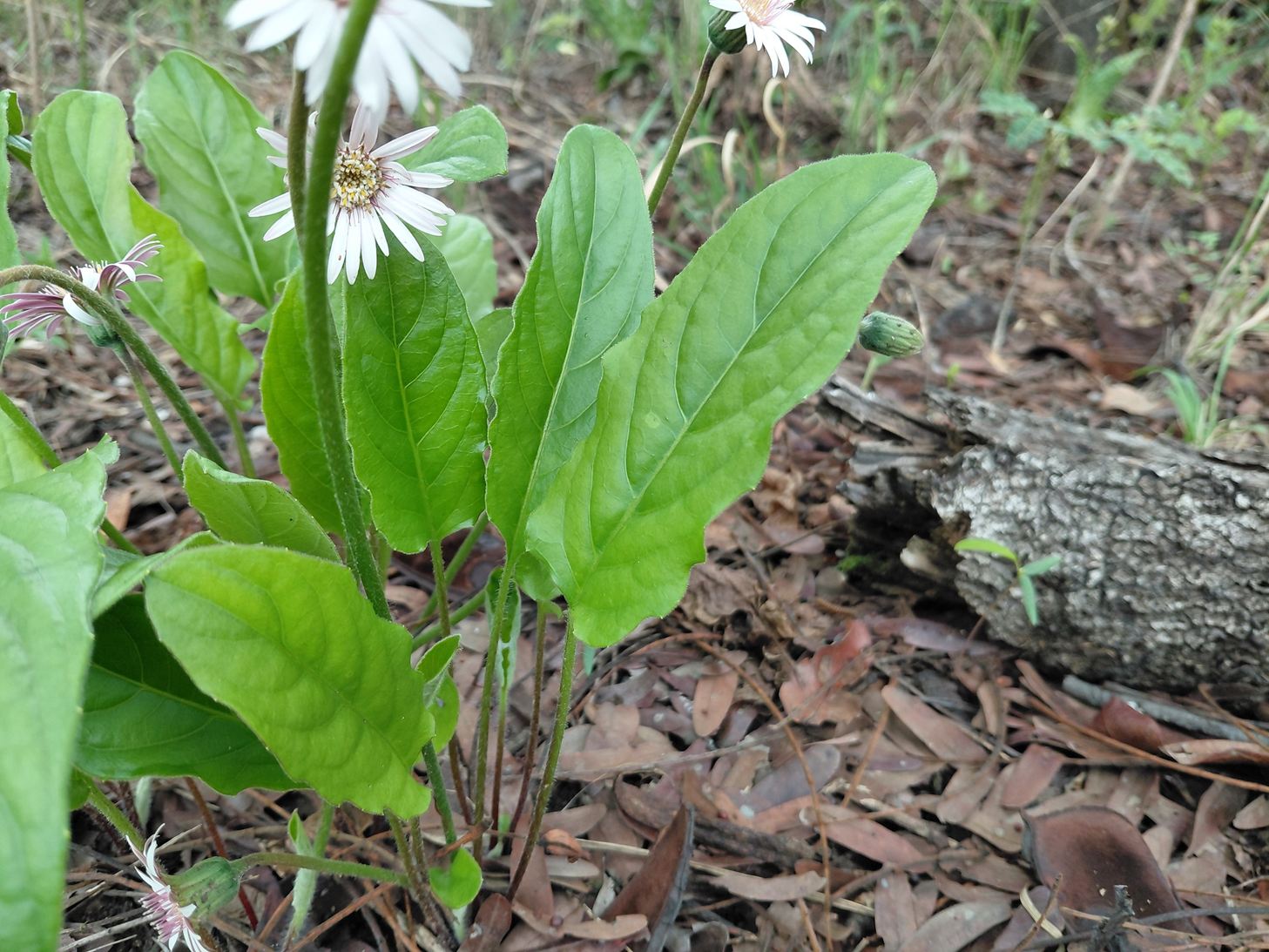 Gerbera viridifolia subsp. viridifolia