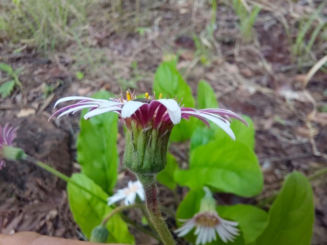 Gerbera viridifolia subsp. viridifolia Gerbera viridifolia subsp. viridifolia