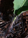 Gerbera viridifolia subsp. viridifolia