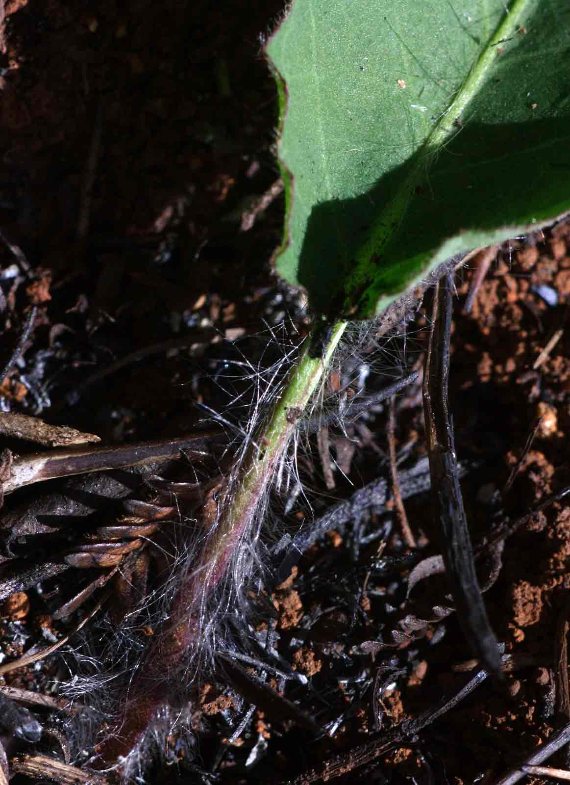 Gerbera viridifolia subsp. viridifolia