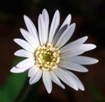 Gerbera viridifolia subsp. viridifolia