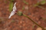 Gerbera viridifolia subsp. viridifolia
