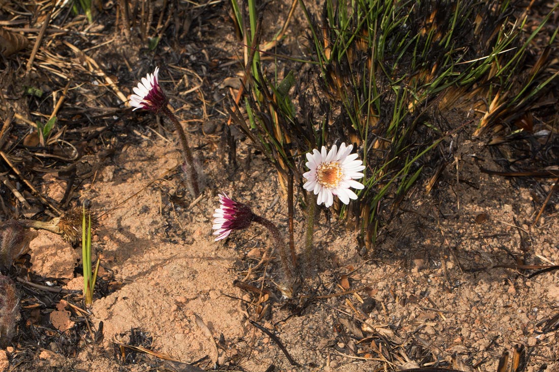 Gerbera viridifolia subsp. viridifolia