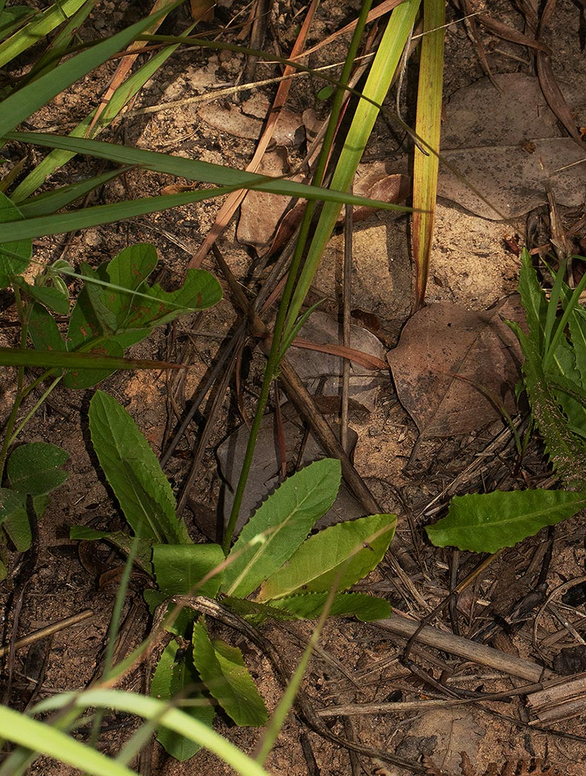 Tolpis capensis