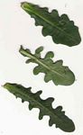 Hypochaeris radicata