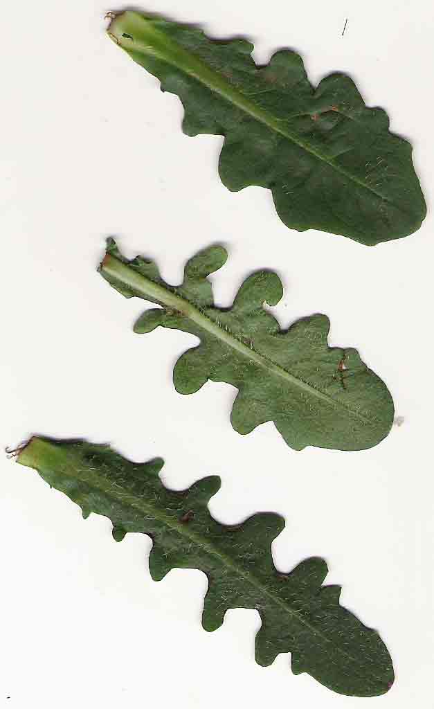 Hypochaeris radicata
