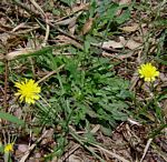 Hypochaeris radicata