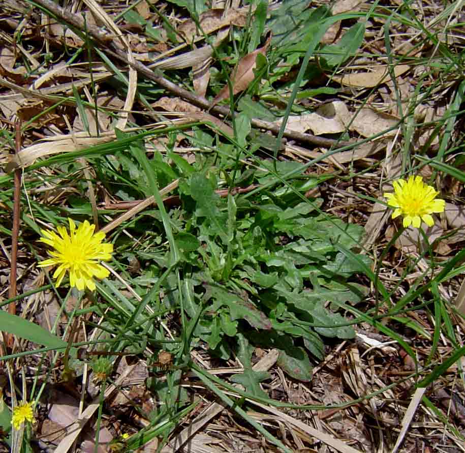 Hypochaeris radicata