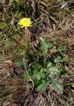 Hypochaeris radicata
