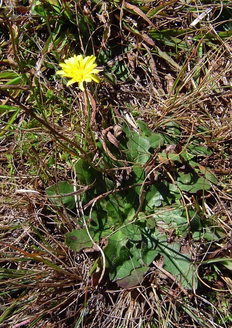 Hypochaeris radicata