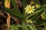 Launaea cornuta