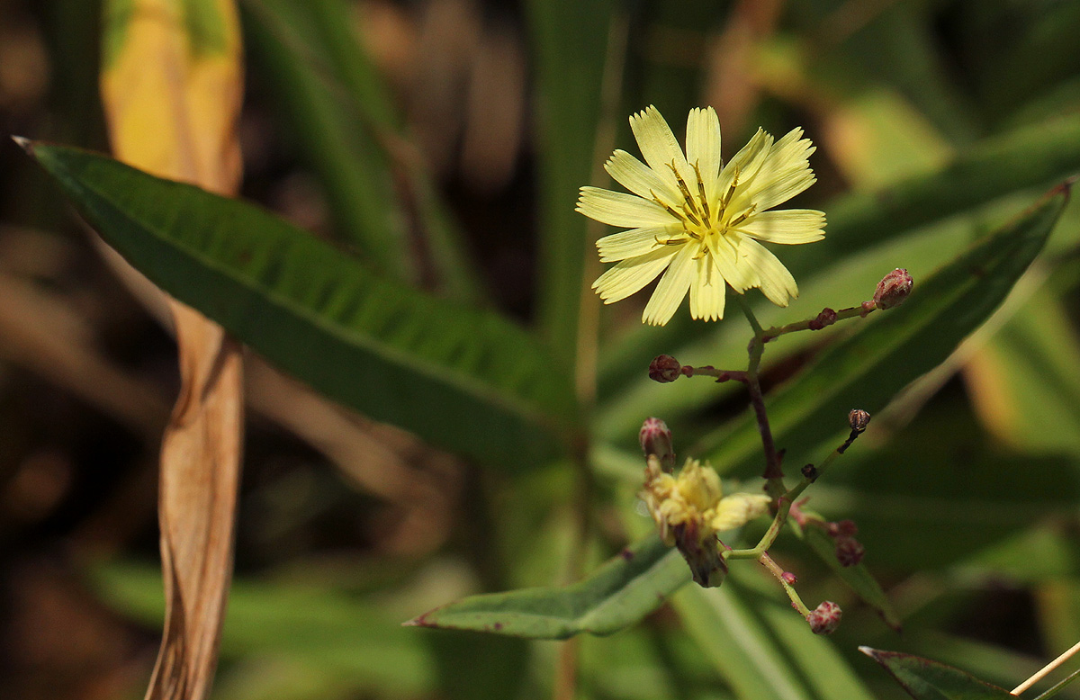 Launaea cornuta