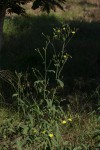 Launaea cornuta