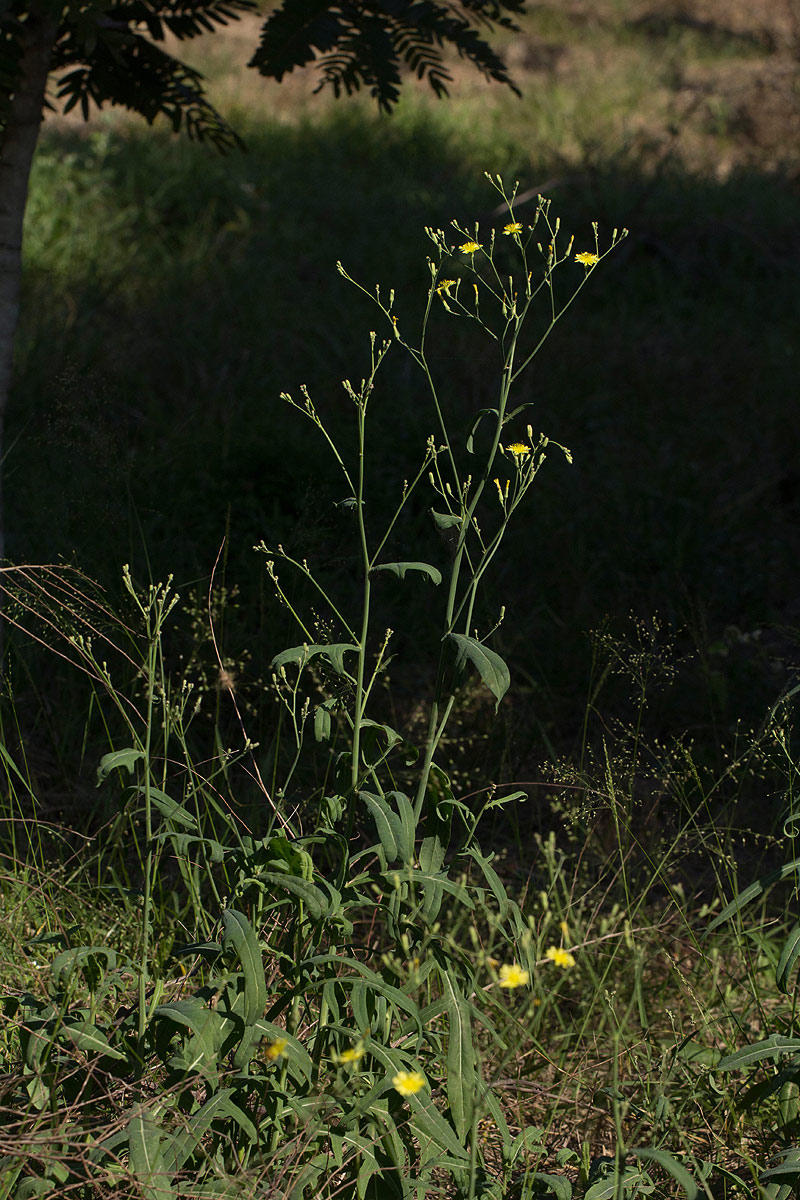 Launaea cornuta