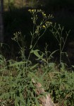 Launaea cornuta